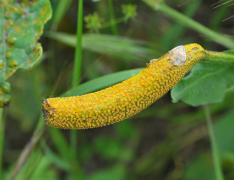 Ruggine - Puccinia striiformis ?